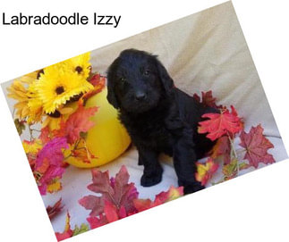 Labradoodle Izzy