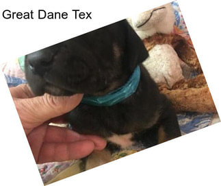 Great Dane Tex