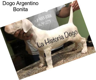 Dogo Argentino Bonita
