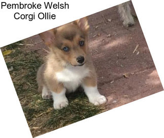 Pembroke Welsh Corgi Ollie