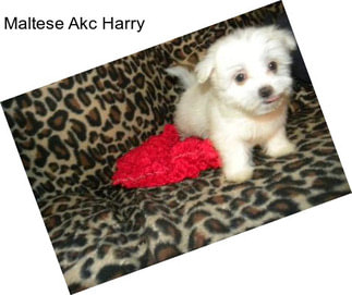 Maltese Akc Harry