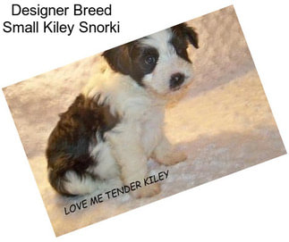 Designer Breed Small Kiley Snorki
