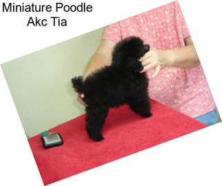 Miniature Poodle Akc Tia