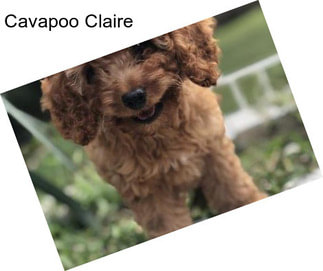 Cavapoo Claire