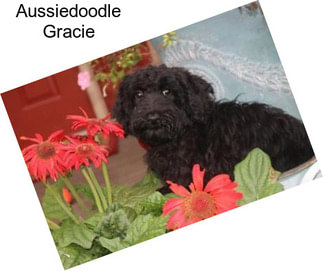 Aussiedoodle Gracie