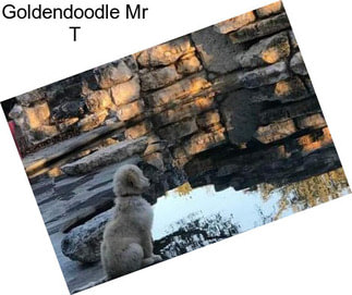 Goldendoodle Mr T