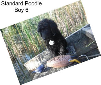 Standard Poodle Boy 6