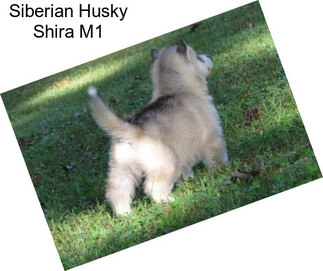 Siberian Husky Shira M1