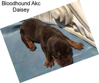 Bloodhound Akc Daisey