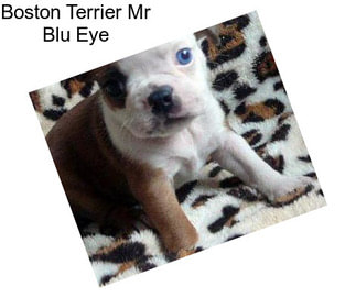 Boston Terrier Mr Blu Eye