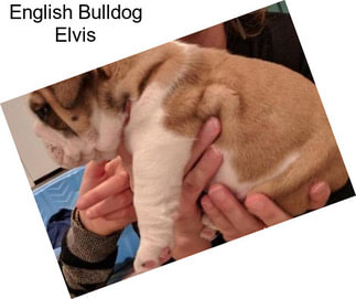 English Bulldog Elvis