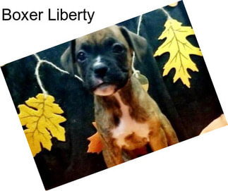 Boxer Liberty