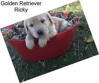 Golden Retriever Ricky