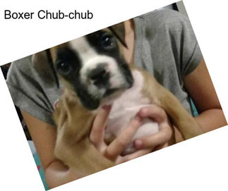 Boxer Chub-chub