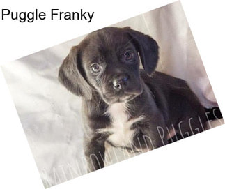 Puggle Franky