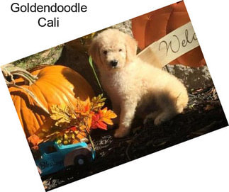 Goldendoodle Cali