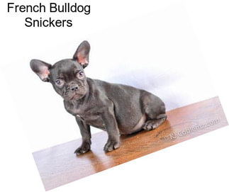 French Bulldog Snickers