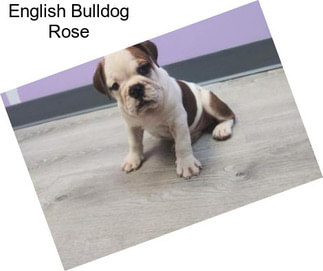 English Bulldog Rose