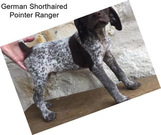 German Shorthaired Pointer Ranger