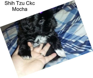 Shih Tzu Ckc Mocha