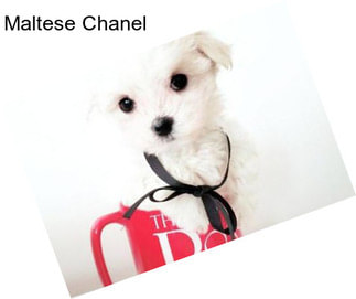 Maltese Chanel