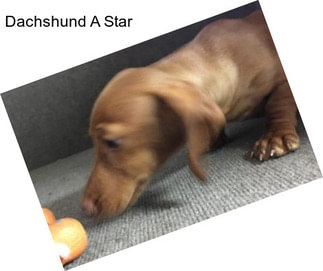 Dachshund A Star