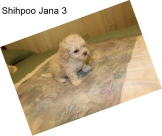 Shihpoo Jana 3