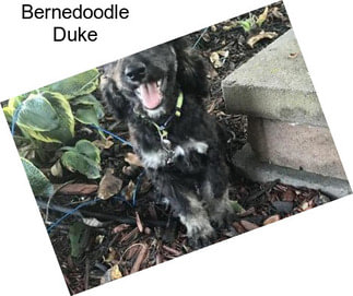 Bernedoodle Duke