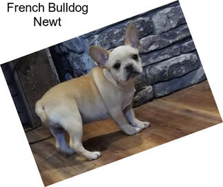 French Bulldog Newt