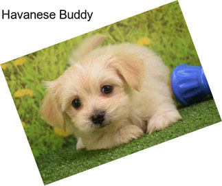 Havanese Buddy