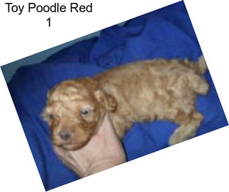 Toy Poodle Red 1