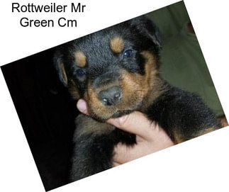Rottweiler Mr Green Cm