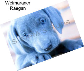 Weimaraner Raegan