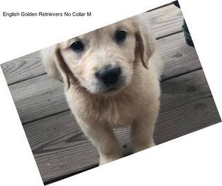 English Golden Retrievers No Collar M