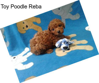 Toy Poodle Reba