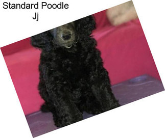 Standard Poodle Jj