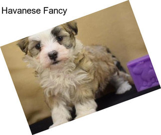 Havanese Fancy