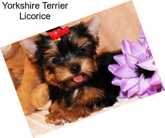 Yorkshire Terrier Licorice