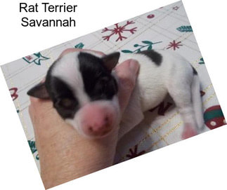 Rat Terrier Savannah