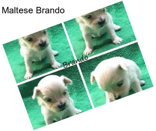 Maltese Brando