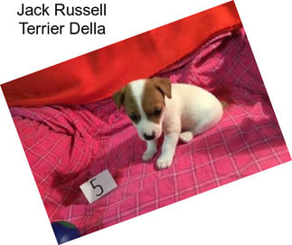 Jack Russell Terrier Della