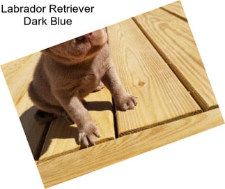 Labrador Retriever Dark Blue