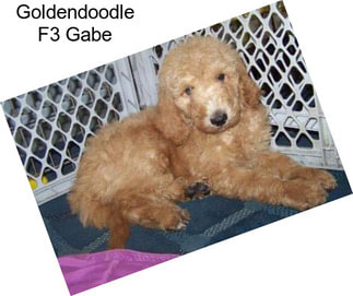 Goldendoodle F3 Gabe