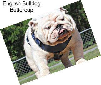 English Bulldog Buttercup