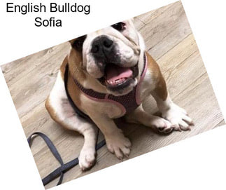 English Bulldog Sofia