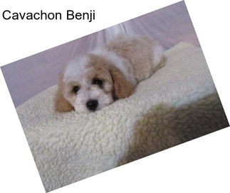 Cavachon Benji