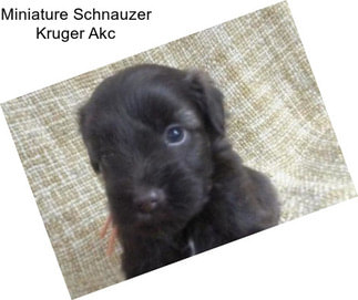 Miniature Schnauzer Kruger Akc