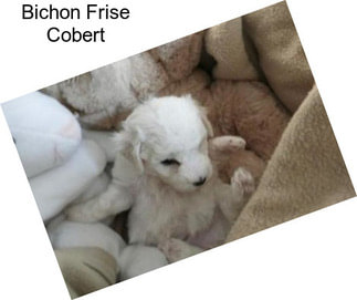 Bichon Frise Cobert