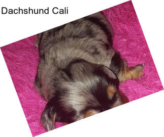 Dachshund Cali