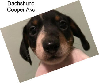 Dachshund Cooper Akc